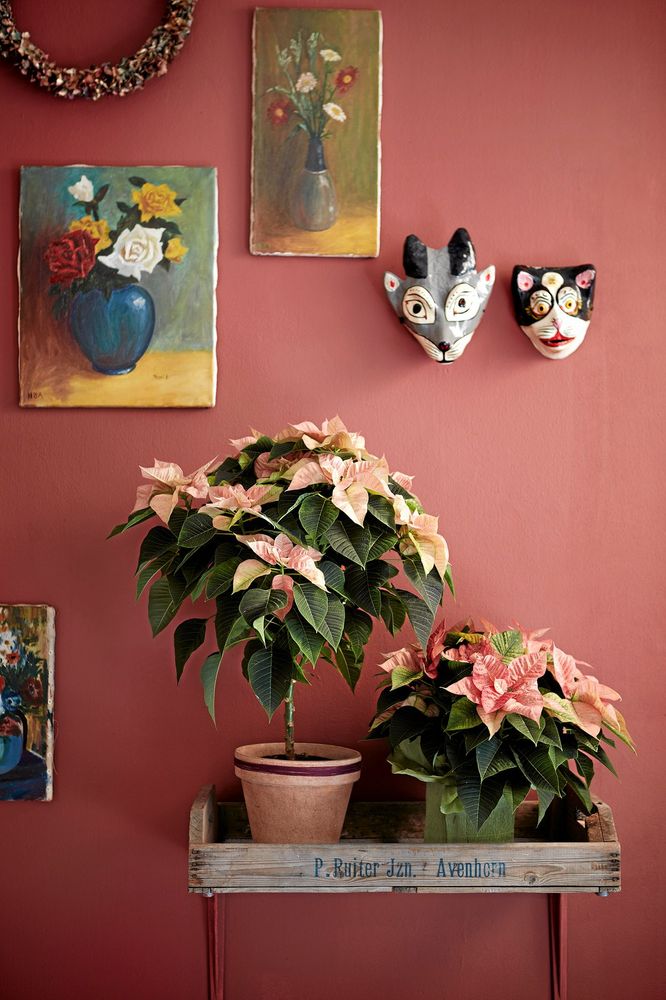 Blombord ger mer plats men också tillfälle att skryta extra med fina växter. Foto: Blomsterfrämjandet