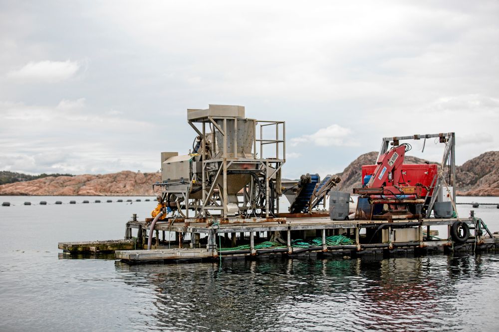 I tvätteriet avlägsnas musslornas ”skägg”, eller byssustrådar som det heter.