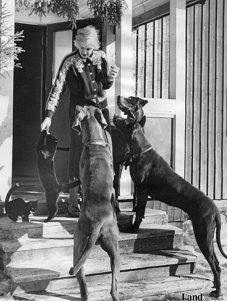 Signe Björnbergs nio hundar flockas när det är middagsdags i stugan i Manickhöjden 1951. Sjöberg bildbyrå