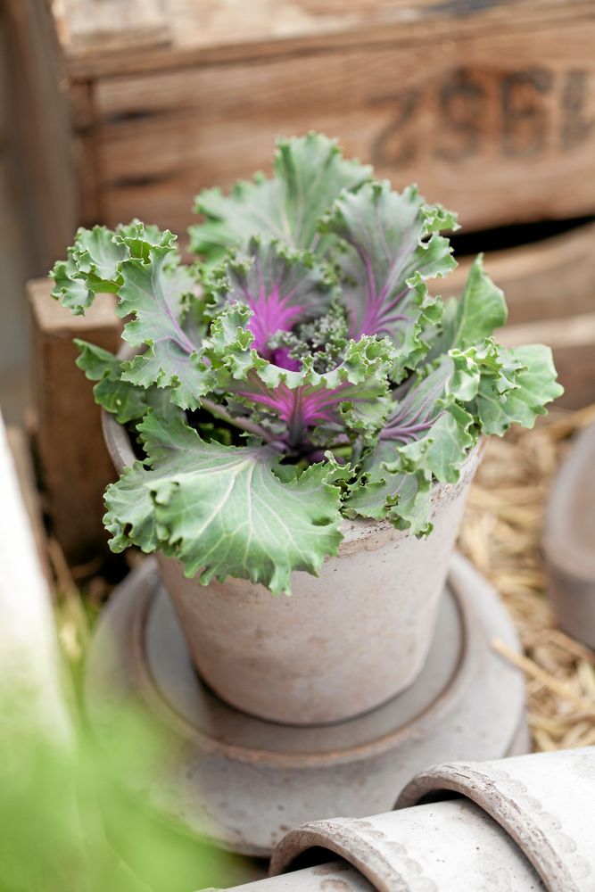 Prydnadskål, Brassica oleracea, går i rödlila, gråvitt och rosa och får allt mer intensiv färg ju kallare det blir. Foto: Blomsterfrämjandet