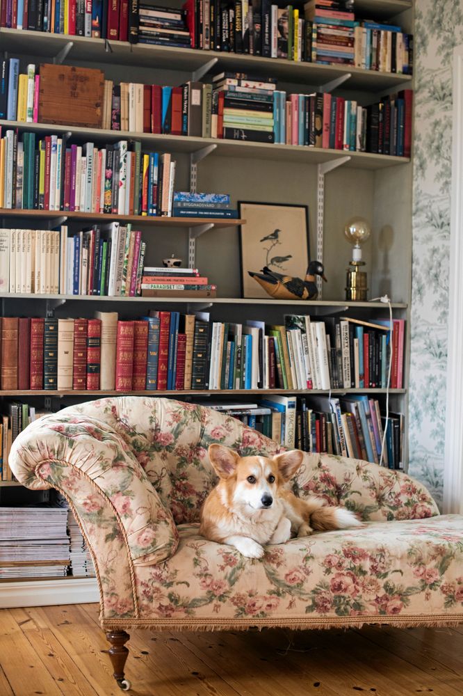 Den sällskapliga wells corgien Albert gillar att umgås - och att vara med på bild