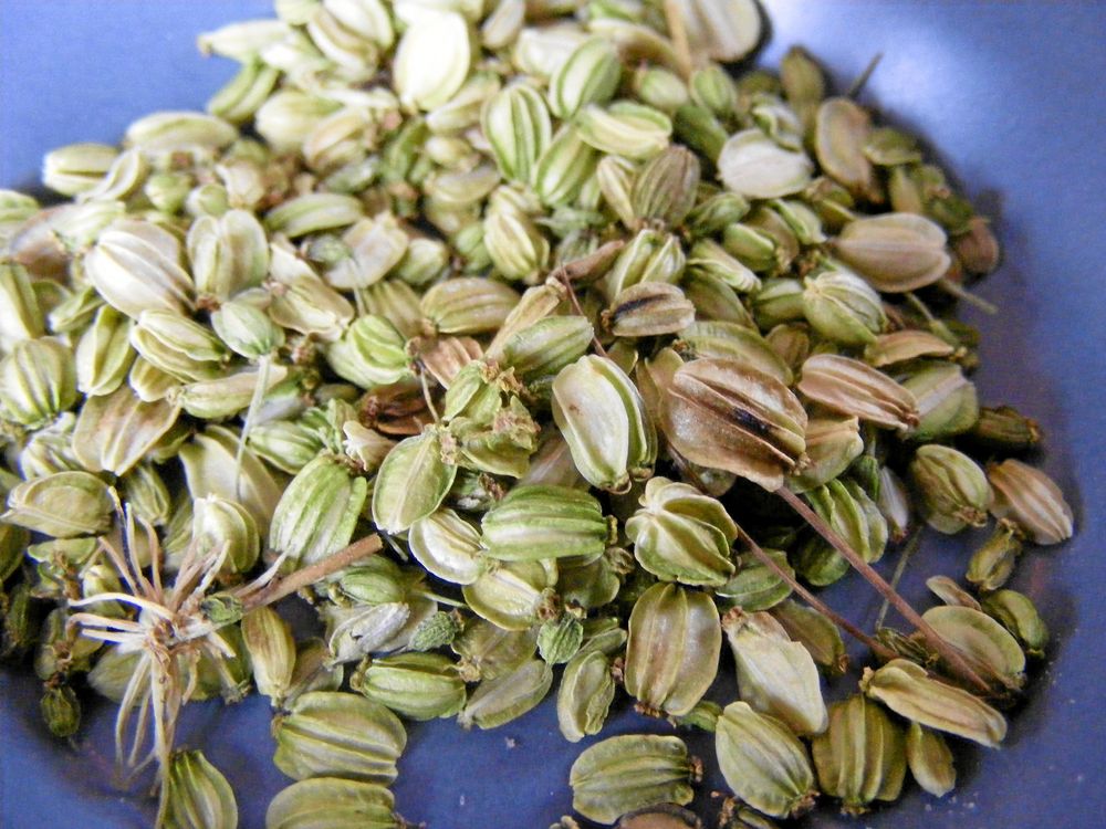 Nyskördade kapslar med kvannefrön.