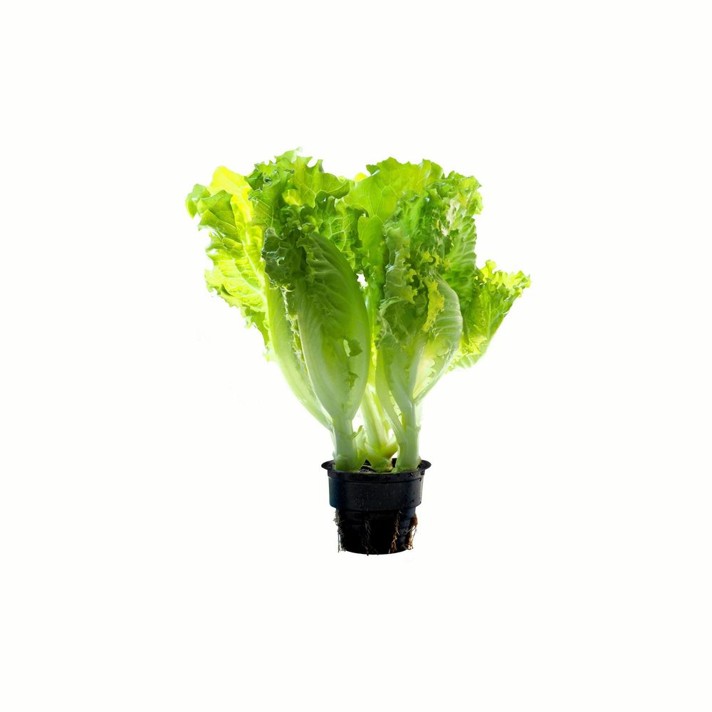 Spröda goda blad kan bli fler.