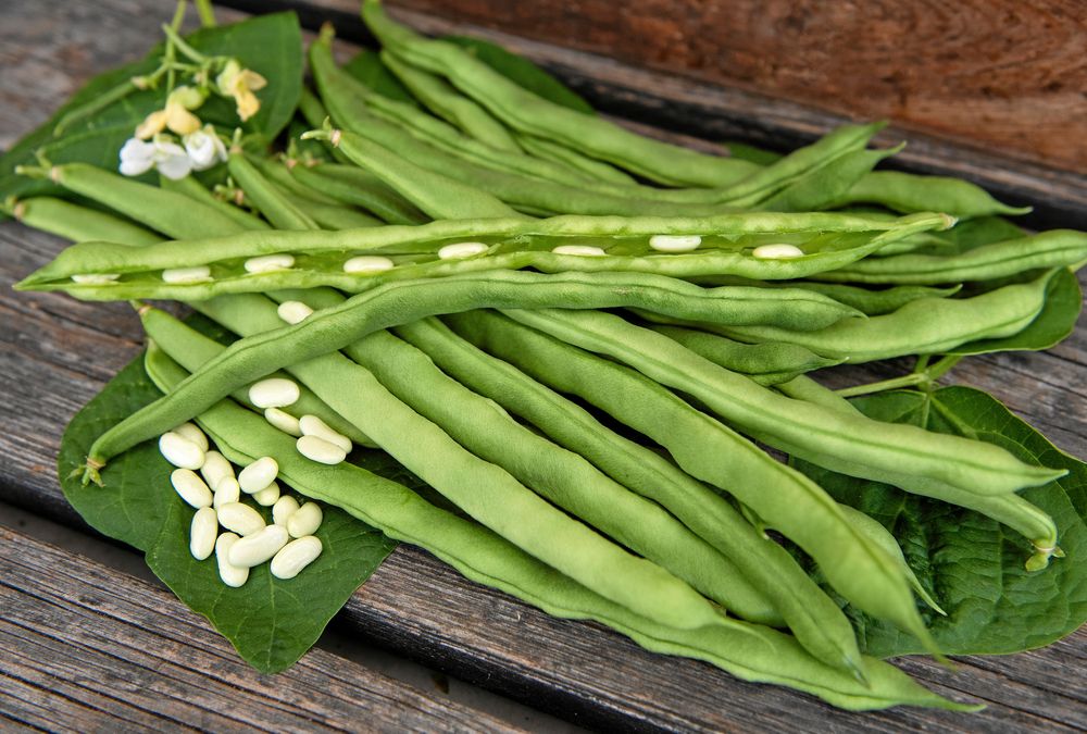 Störböna 'Lazy Housewife' ger stor skörd.
