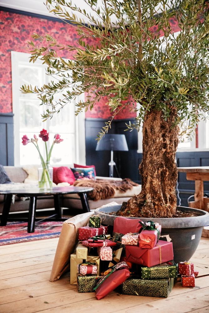 Det 3,4 meter höga olivträdet ger rummet stadga och får tjäna som julgran på julen.
