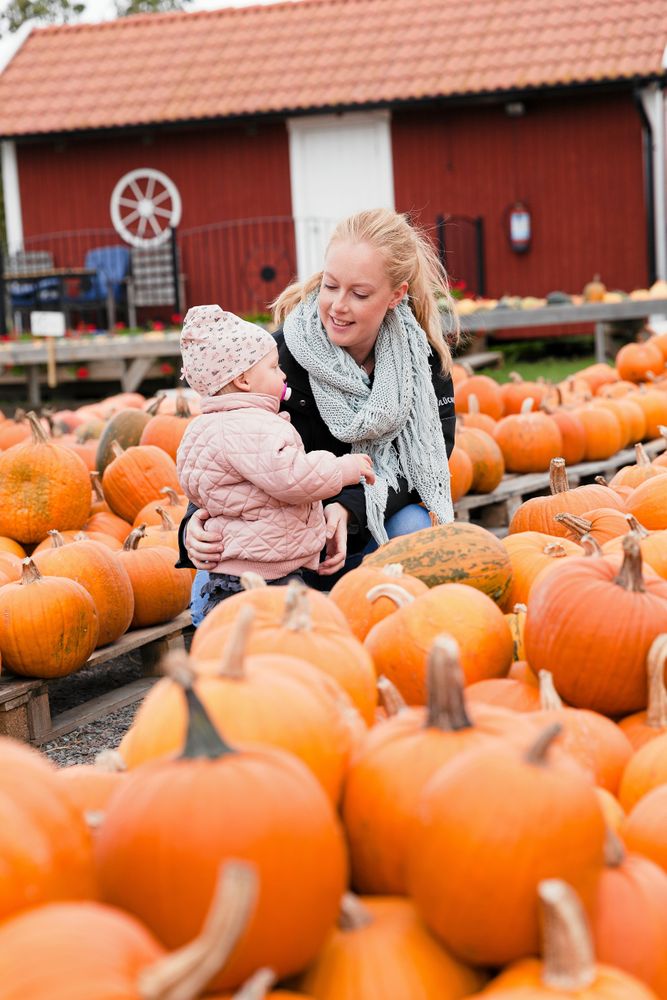 Pumpor i stora lass på Ölands Skördefest!