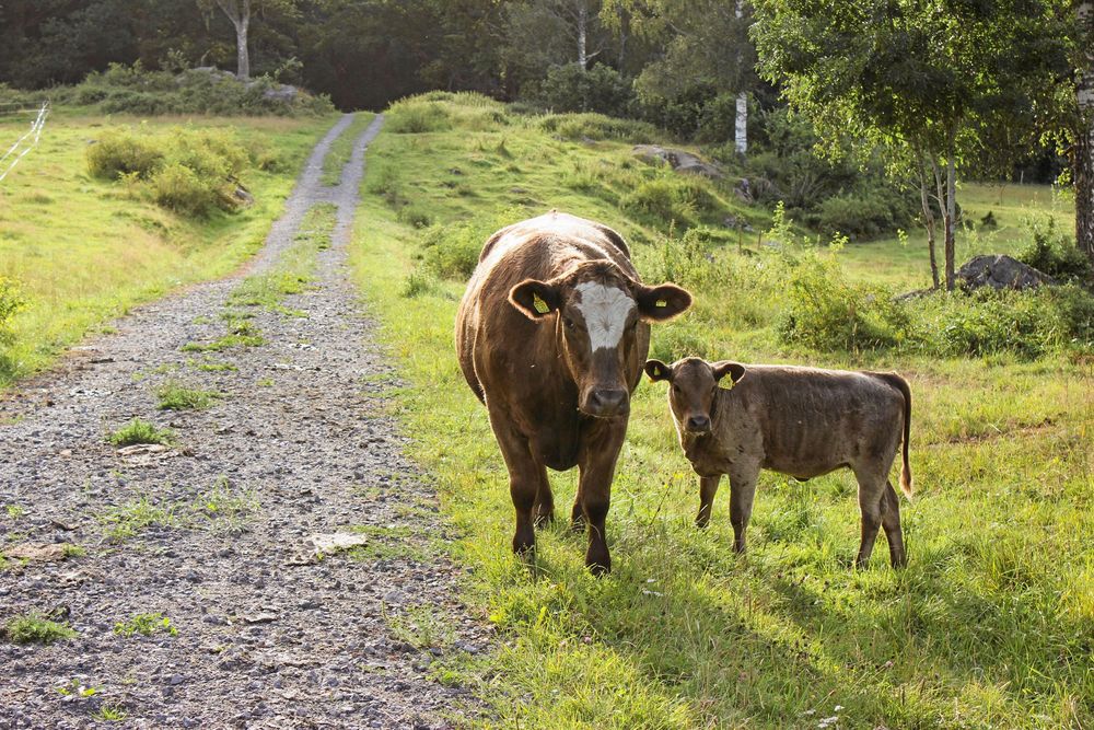 En av gårdens kor i hagen med sin kalv.