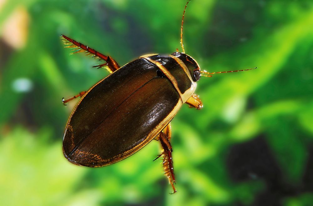 Dykaren är snabbt på plats i dammen.