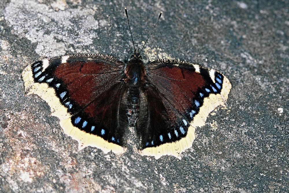 Sorgmantelfjärilens larver lever av asplöv.