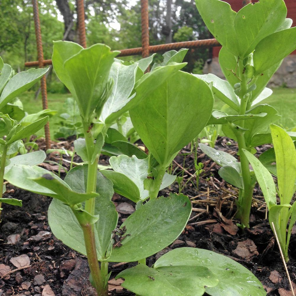 Bondbönan klarar att gro i kall jord och är klar på 75 dagar.