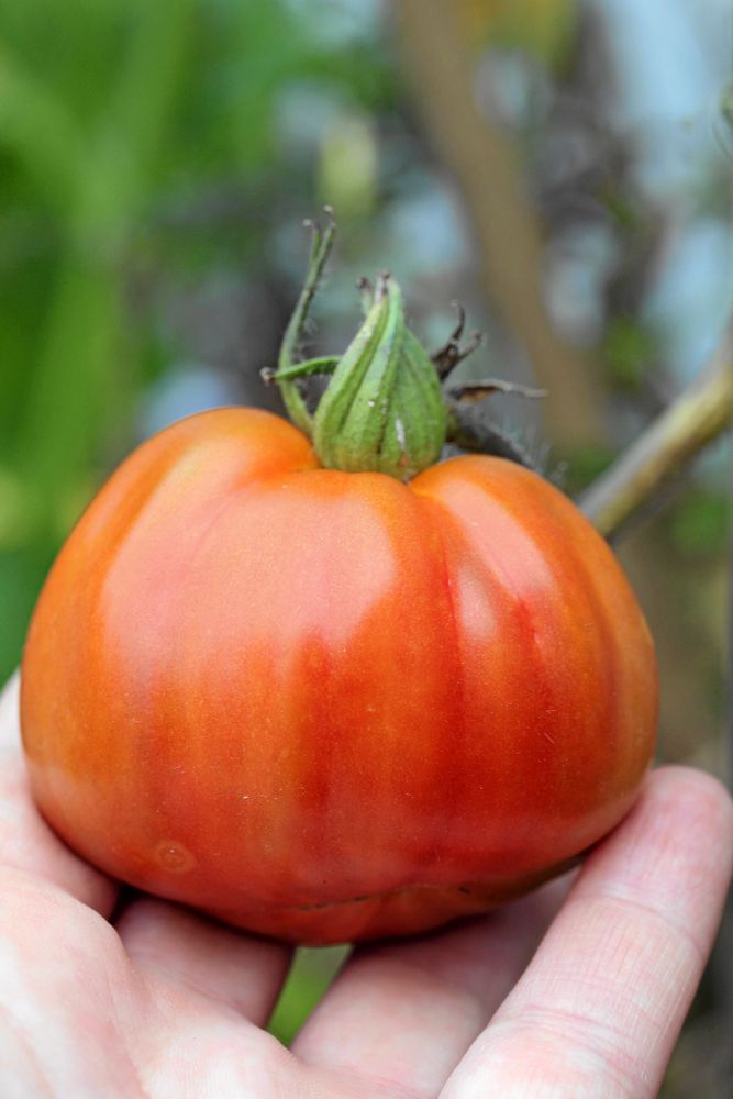 Tomat ’Canestrino di Lucca’ (den lilla korgen från Lucca) är en lokal sort från Lucca i Toscana som ingår i Italiens nationella register för bevarandesorter. Används främst i sallader. Hög sort som ska tjuvas. Så inomhus februari-april. .