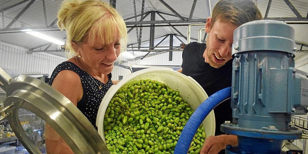 Carolina och Erik Råberg tillsätter den färska humlen till ölet.