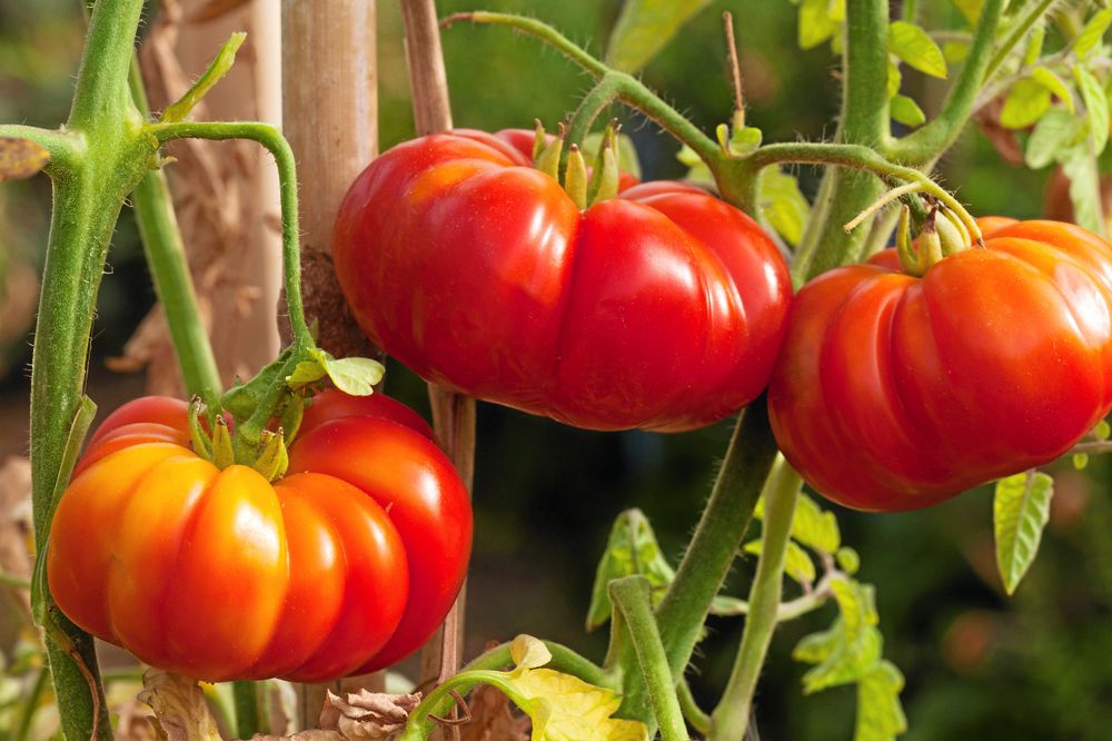 Costoluto Fiorentino, liknar en röd minipumpa.