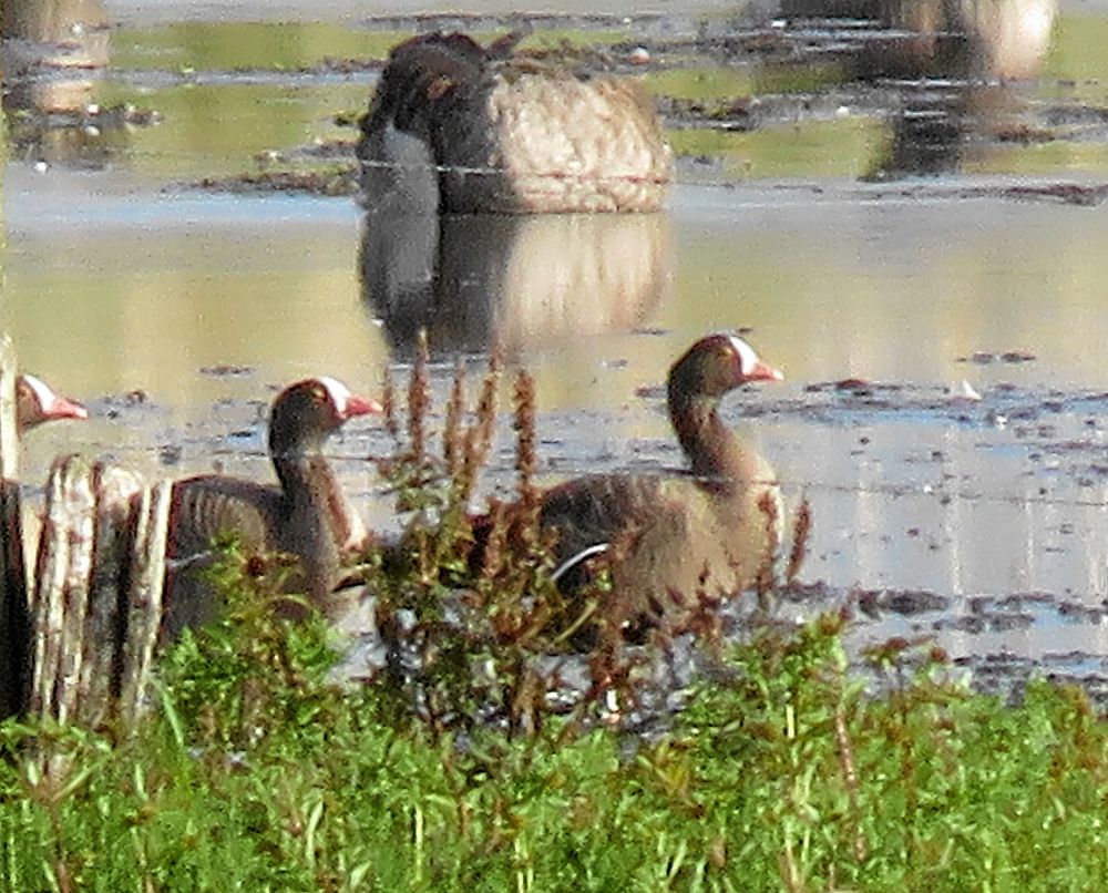 På bilden syns två fjällgäss (huvudet av en tredje), en sällsynt art som ingår i ett stödprojekt för att arten ska återhämta sig.