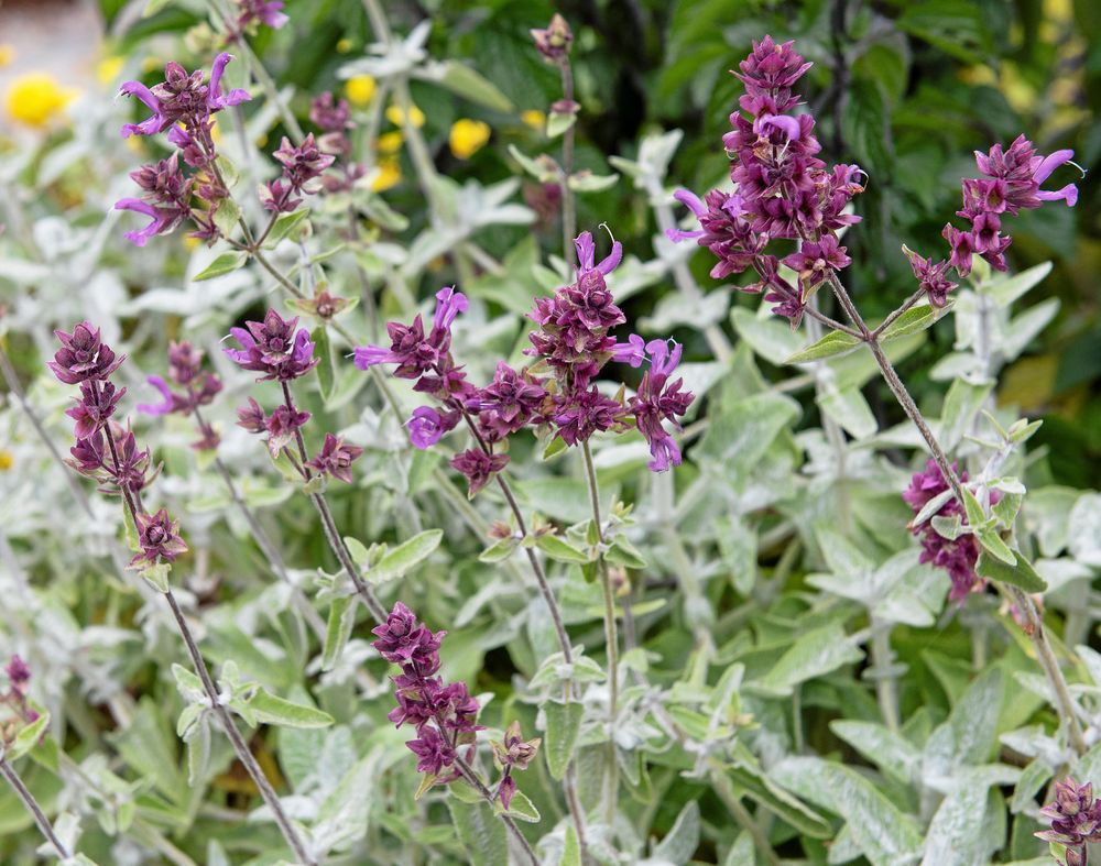 Som de flesta salvior är kanariesalvia en magnet för fjärilar och bin.