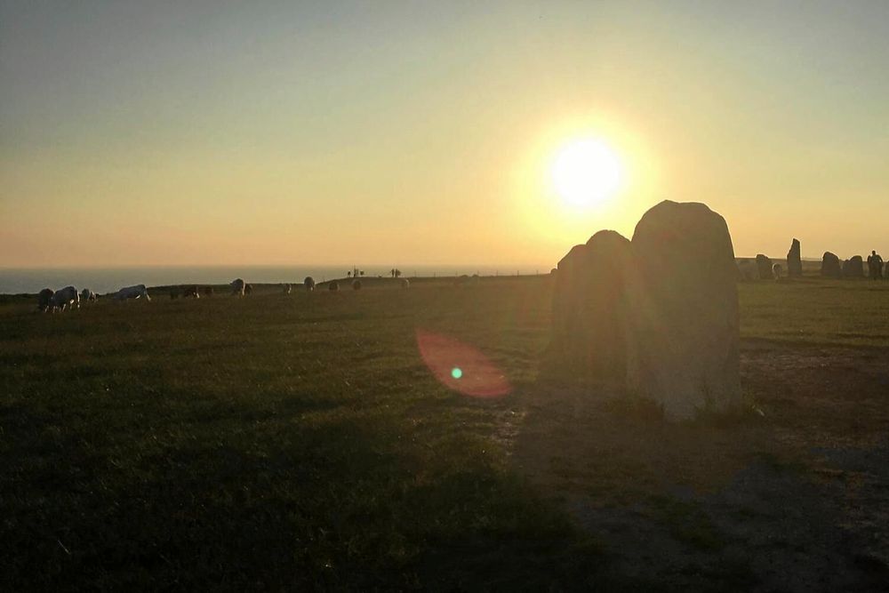 På bilden syns korna i fjärran. 34 kor hade bonden, fick de senare veta.