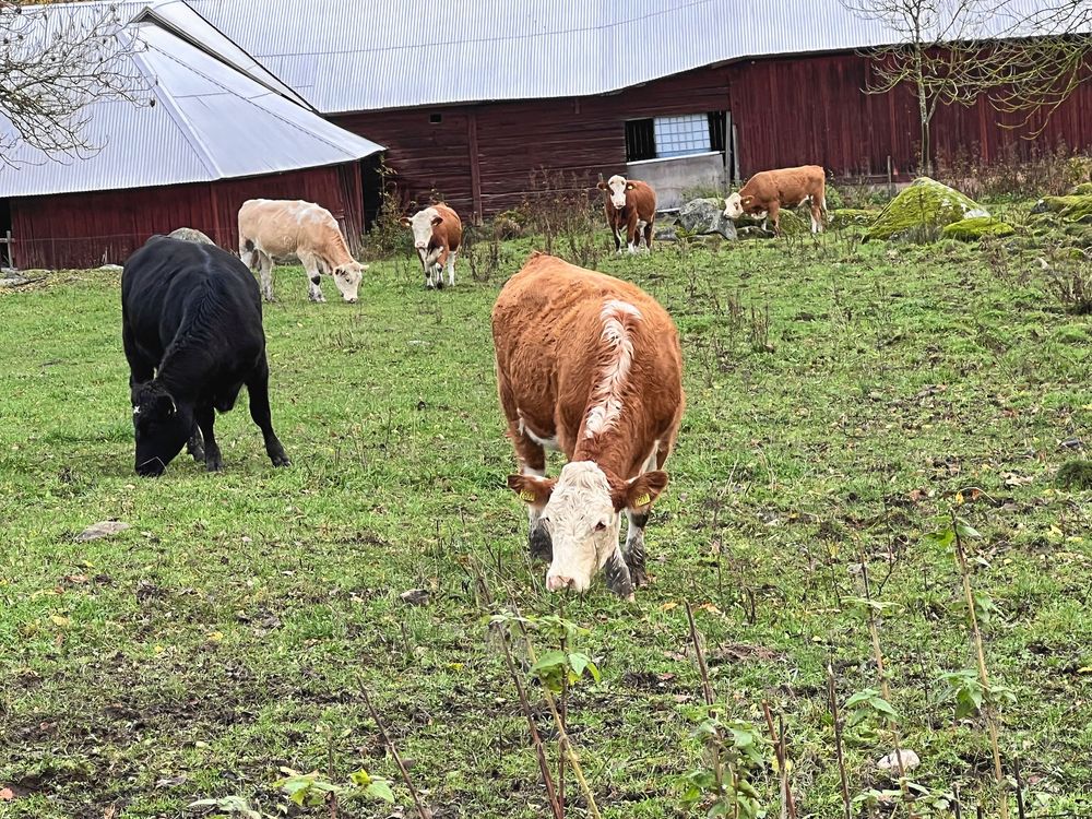 Några av gårdens flera hundra köttkor, betar i hagen bakom gården.