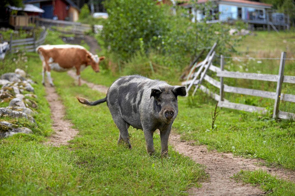 ”Grisen” trivs inte med sina kompisar i hägnet, det blir bara bråk. Därför får hon vandra fritt på gården.