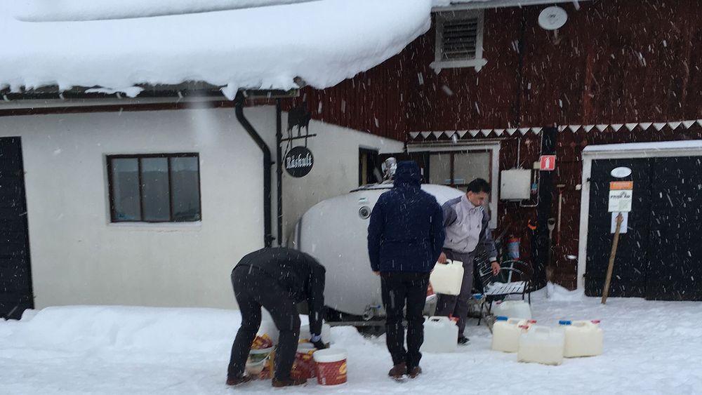 De allra ivrigaste kunde plocka med sig flera hundra liter mjölk för att göra egen ost och yoghurt.