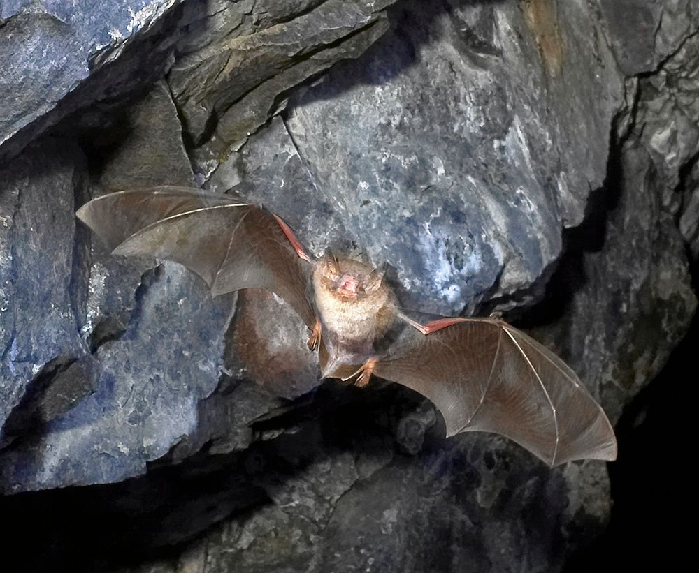 Fladdermöss jagar insekter genom att skrika högt och lyssna efter ekot – därför flyger de med öppen mun. Ljudet har så hög frekvens att vi inte kan höra det. Här är det en vattenfladdermus som sveper fram.