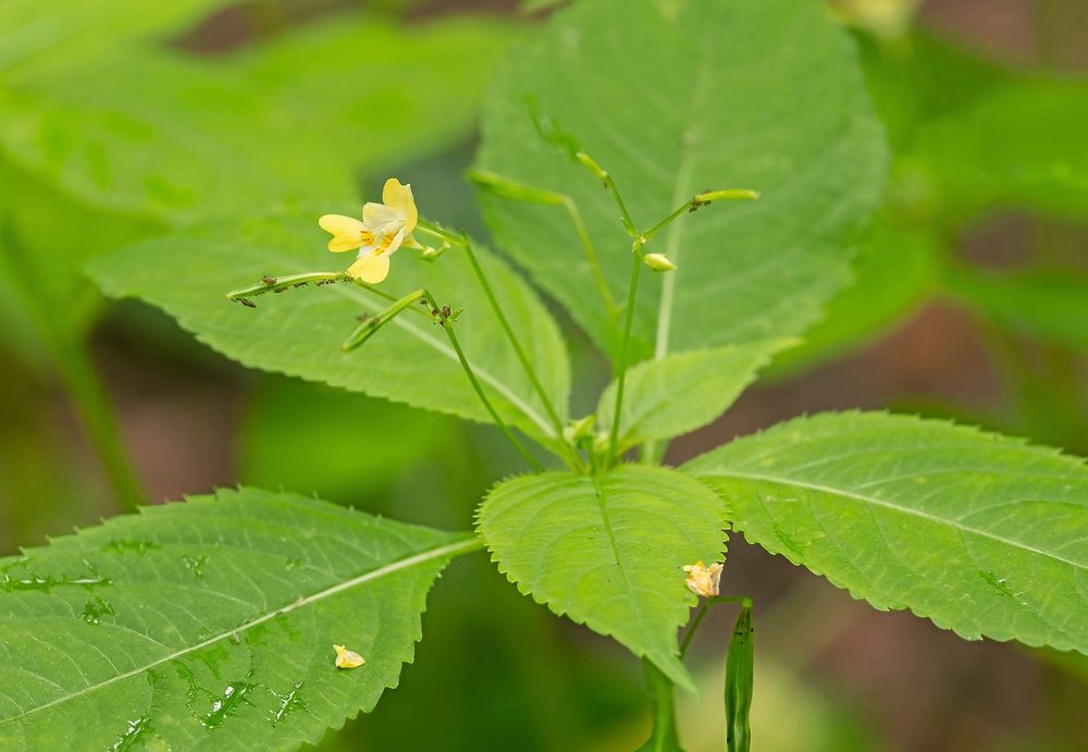 Springkornet är en snäll balsaminsläkting.