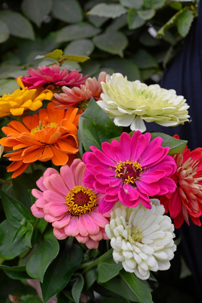 Zinnian ’Takii's Choice’ ger färgstarka buketter.