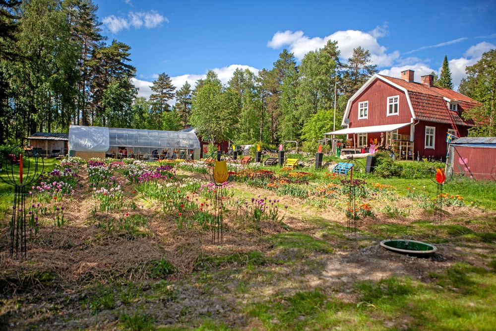 Odlingsmarker. Nästan hela tomten runt gården är uppodlad med tulpanlökar. Råddjur och gnagare hålls borta med fårull och avklippt människorhår från Sollefteås frisörer (!)