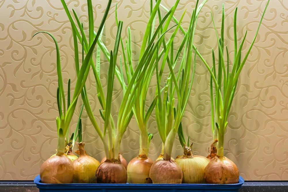 Rotstumpen från löken kan stickas ner i jorden för att få nya stänglar att äta.