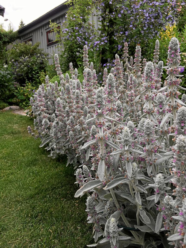 Plantering i Östervåla med lammöron och mjölkklocka.
