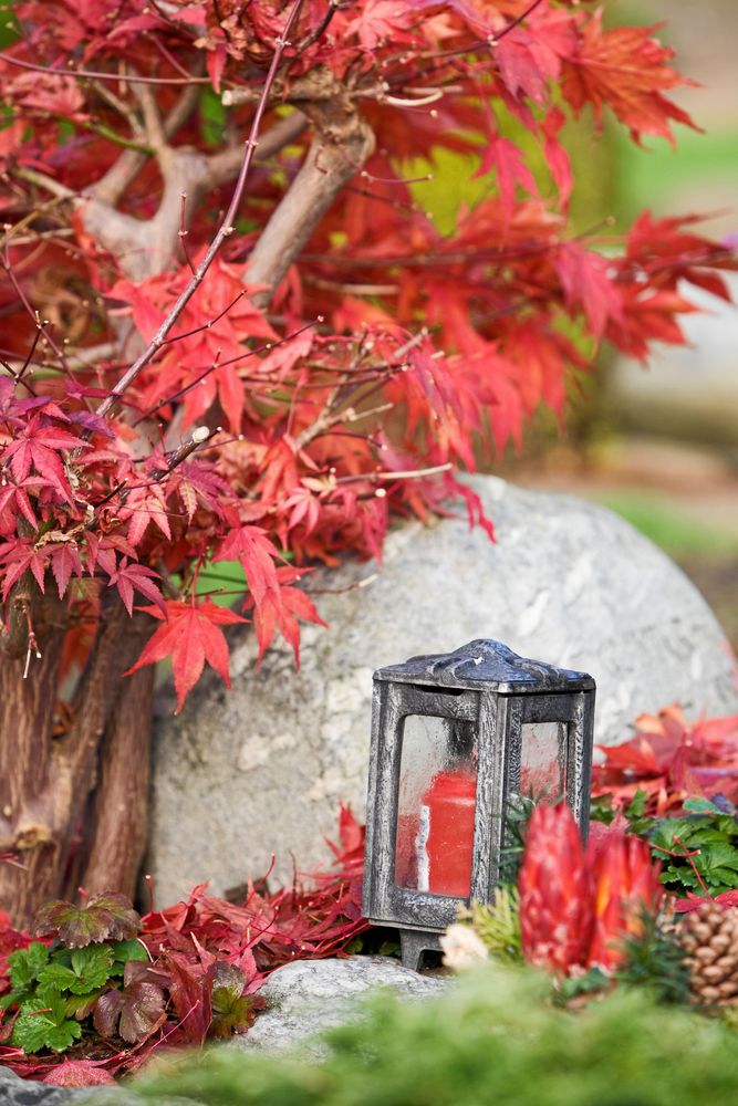 Liten lönn för höjdens skull.