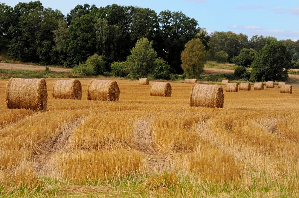 Skånska åkrar ger goda råvaror.
