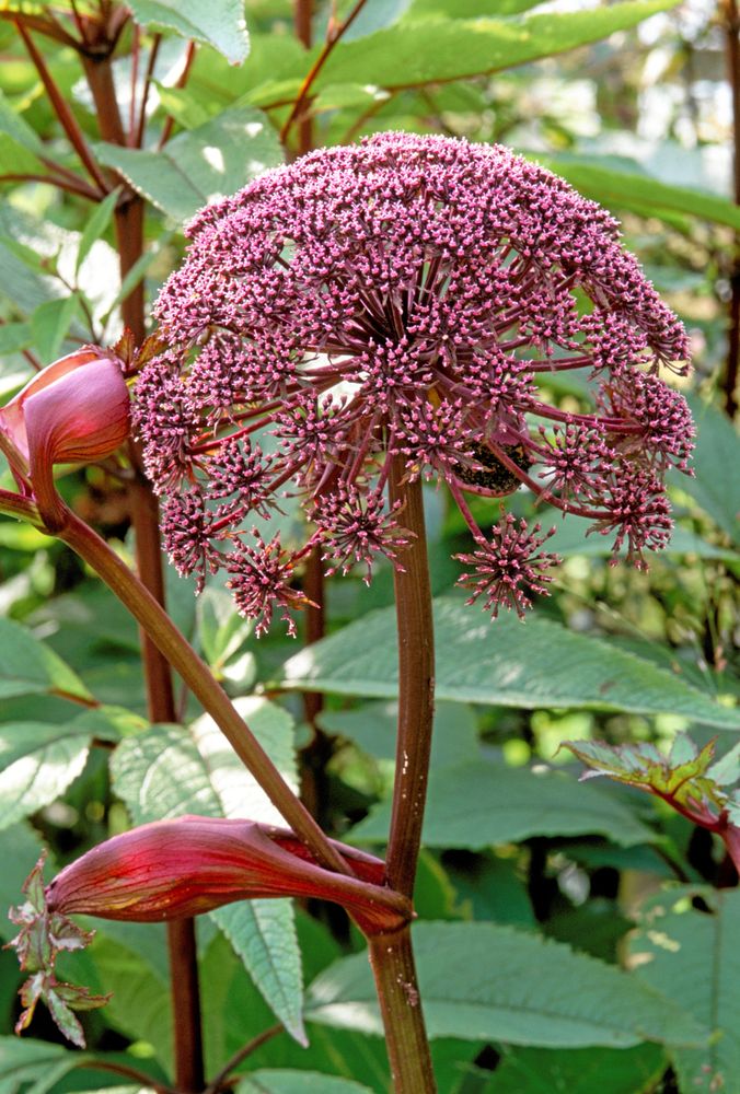 Den dramatiska purpurkvannen, Angelica gigas, är en nära släkting till kvannen som härstammar från Japan och närliggande delar av Asien. Den är tvåårig, kan bli cirka 125 cm hög och trivs i samma odlingsförhållanden.