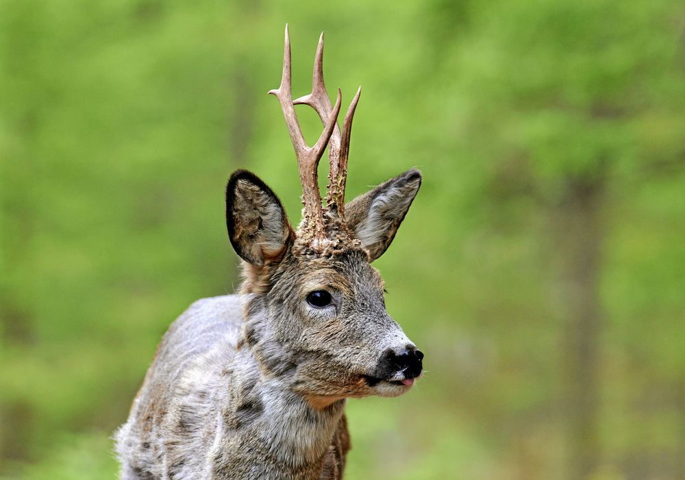 Råbock med nyfejade horn.