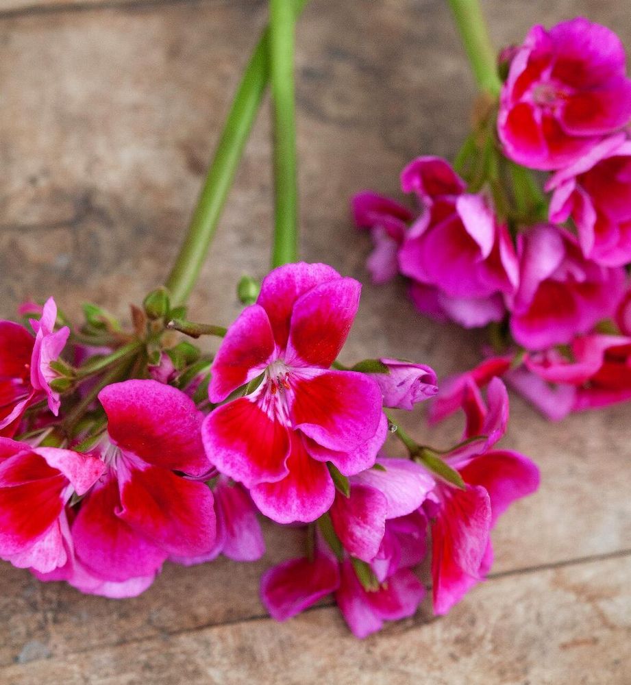 Blommorna har en ljus mitt och ljusare volanger längst ut.