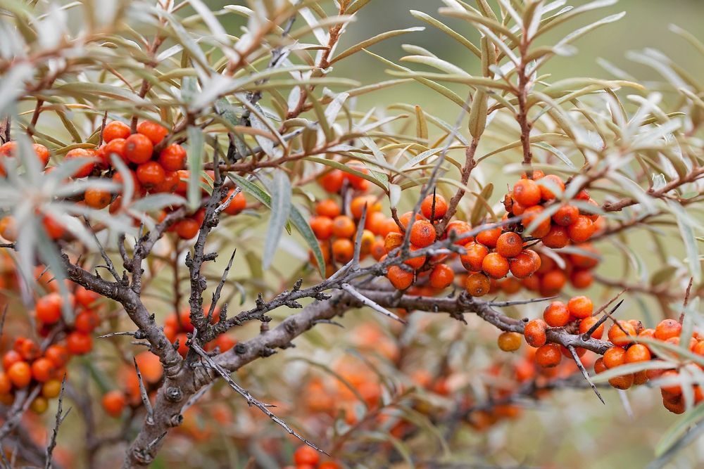 Skydda havtorn mot ogräs i början. Den tål inte konkurrens.
