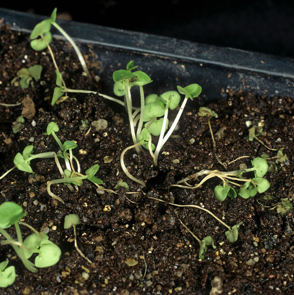 Rötan fäller de små plantorna. Nu gäller det att jobba snabbt.