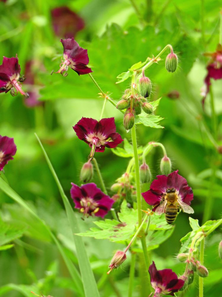 Titta på många nävor. Den här brunnävan är inte den allra vanligaste.