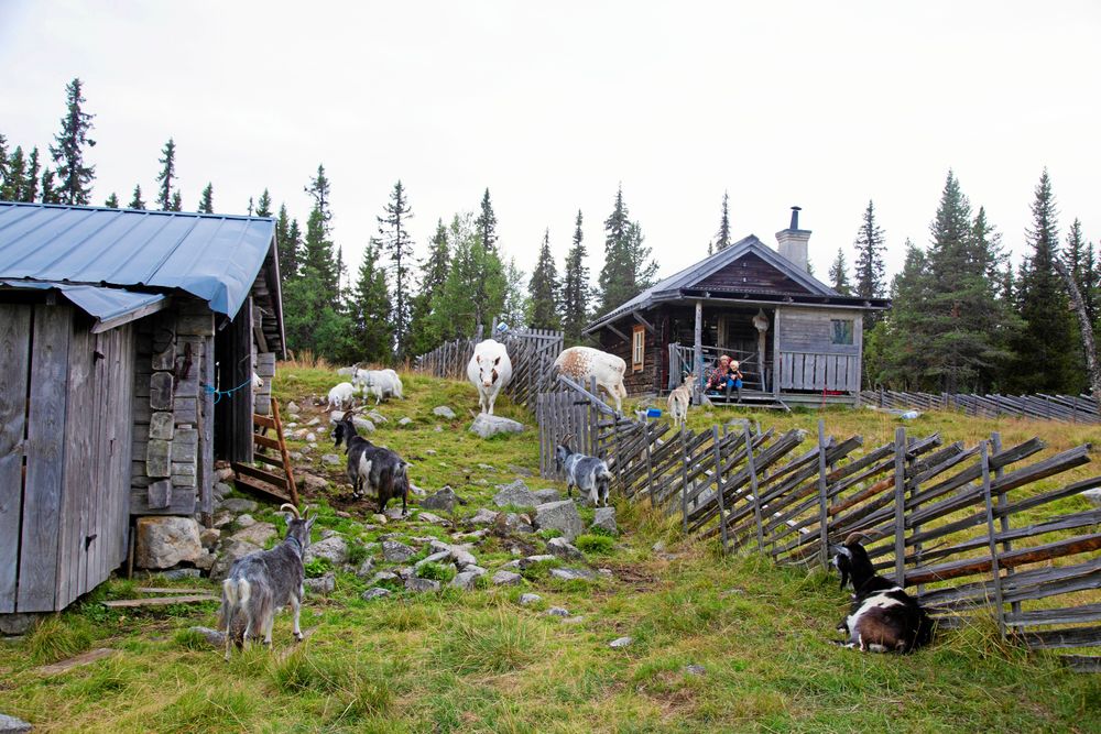 Här på Lofjätåsens fäbod i Älvdalens kommun, njuter både Lotta och hennes getter och kor av friheten.