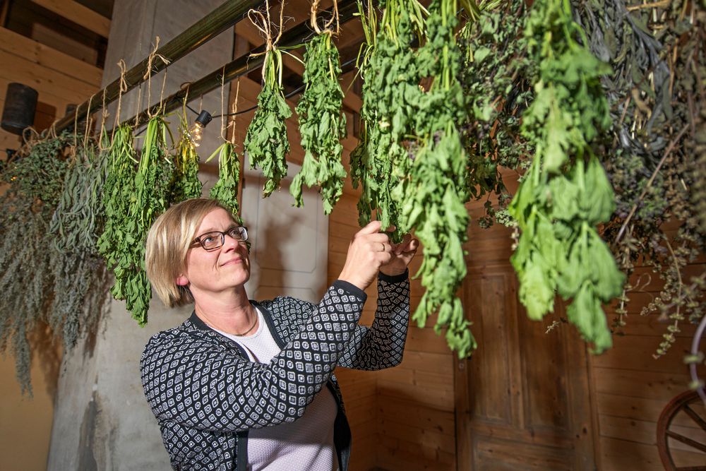 Bland annat selleri och salvia hänger i mötesrummet.