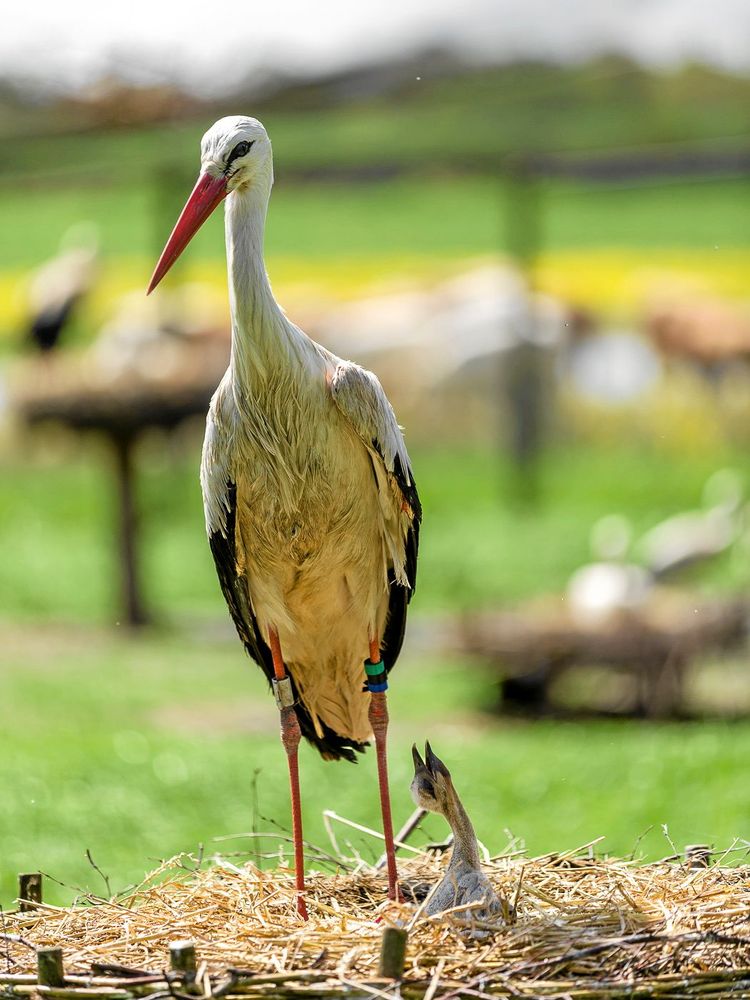 Mamma stork med en liten knatte kring benen.