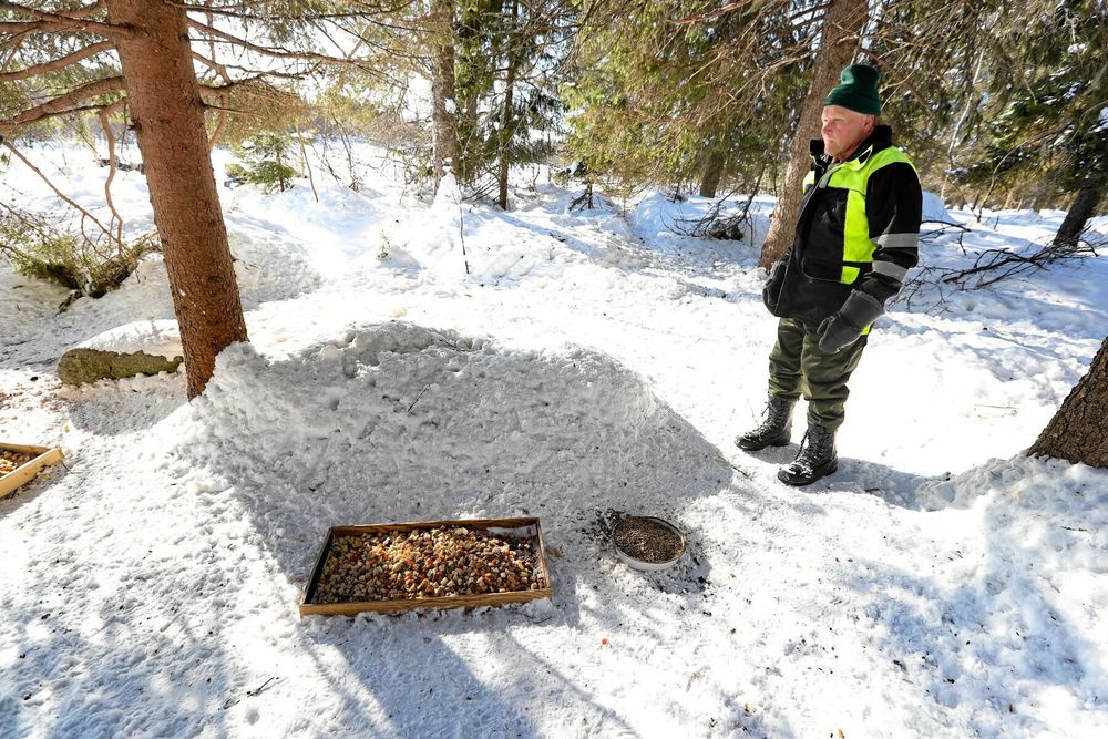 Karl-Erik Larsson delar ut mat till rådjuren varje morgon och eftermiddag.