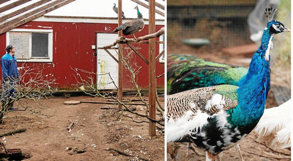 Andreas i en av voljärerna där några av gårdens påfåglar finns.
