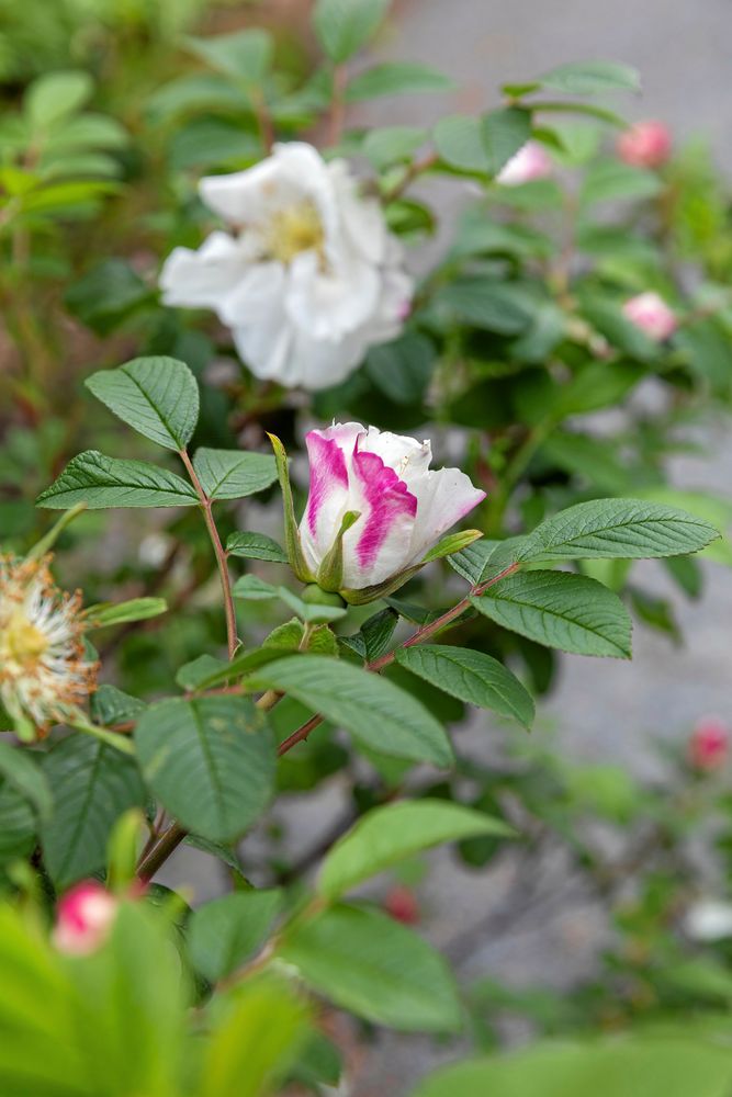 Rugosarosen Louise Bugnet tål blåsten bra.