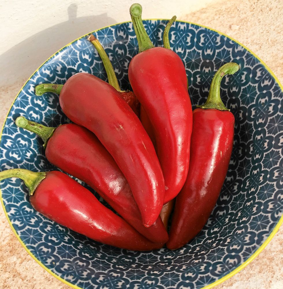 ’Korosco’ ger stor skörd av vackert röda paprikor med frisk söt smak. Plantan är stadig och 60-70 cm hög. Så inomhus i februari-mars för plantor till växthus och i mars-april för utplantering på friland. Ekofrö. .