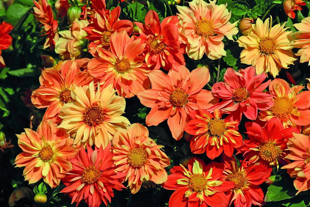 Dahliamix i knallfärger.