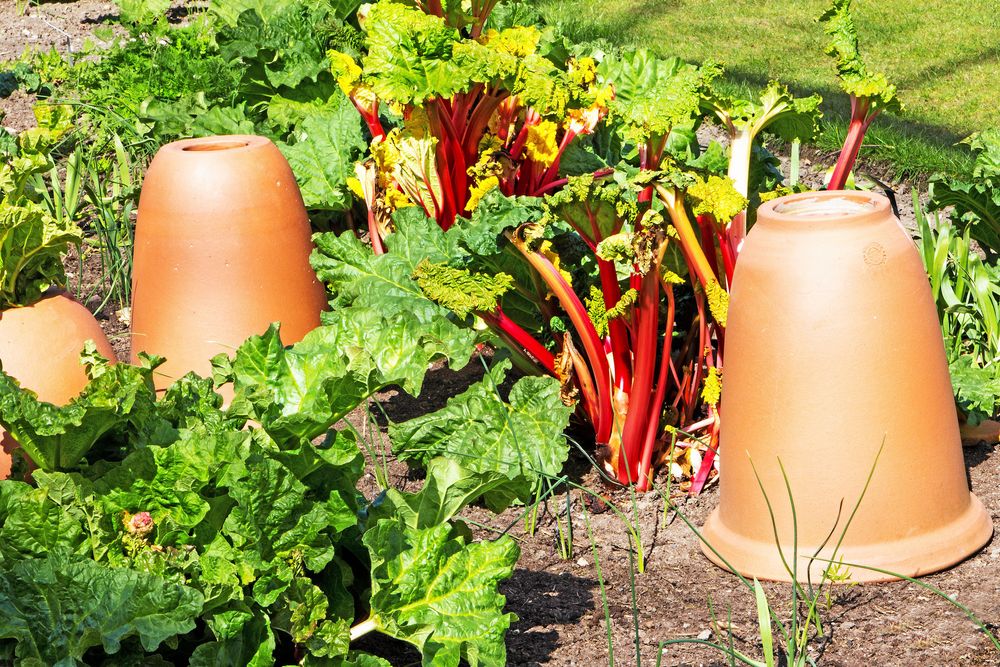 Lägg en kruka eller hink över de första knopparna på marken. Resultatet blir så kallade glasrabarber – späda och nästan genomskinligt rosa!
