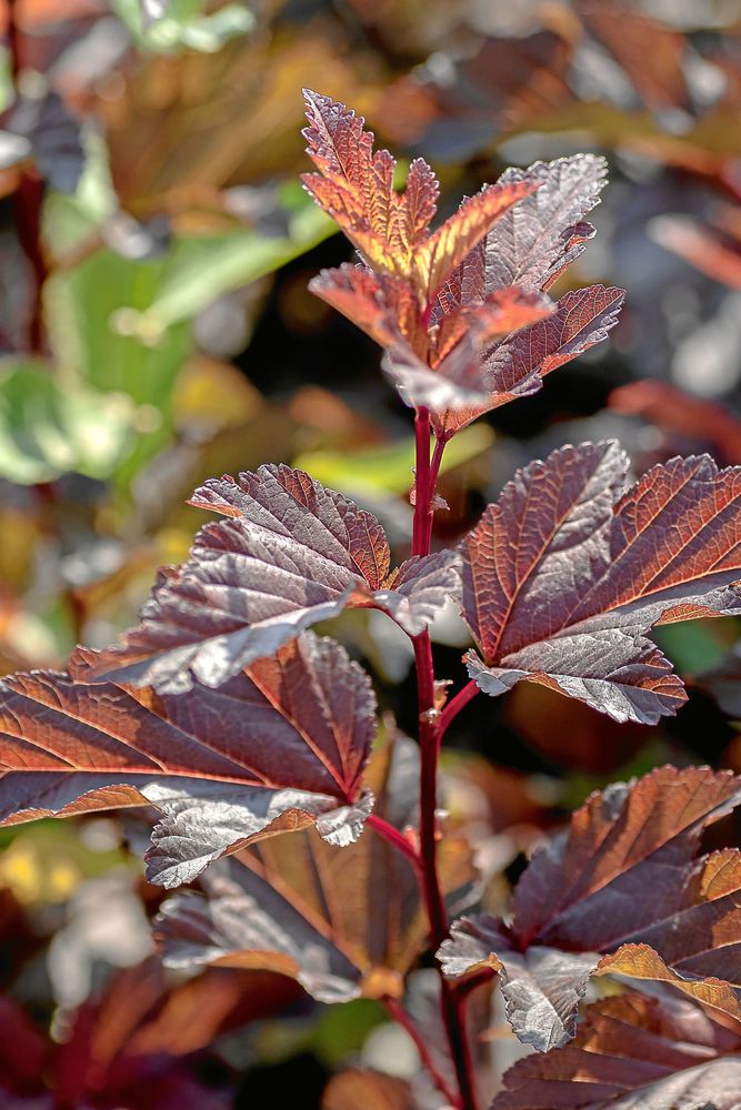 Fina växter från Eriksbo.