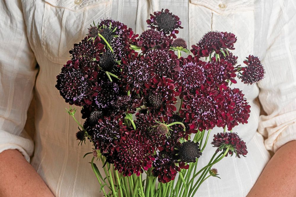 Odla för att plocka i sommar. Här är en av årets nyheter, en riktigt präktig praktvädd.