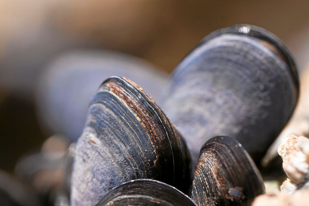 En ettårig mussla kan filtrera och rena 2-3 liter vatten per timme. En äldre mussla kan filtrera 2-3 gånger så mycket.