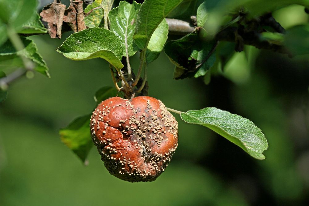 Har du otur sitter fruktmumien kvar hela vintern.